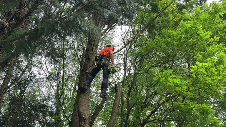 Best Tree Trimming and Pruning  in Winthrop Harbor, IL